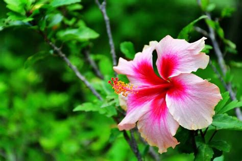 Premium Photo Pink Hibiscus Flower Blooming On Green Nature Background