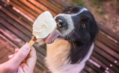 Dogs Love Ice Cream On Cute Animal Tab Dog
