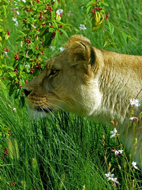Zoo de Vincennes 210 Panther, Lion, Animals, Leo, Animales, Animaux
