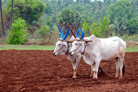 Details Agriculture Background Images Hd Abzlocal Mx