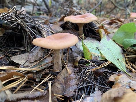 Toadstool Mushrooms In The Autumn Deciduous Forest Dangerous Mushroom