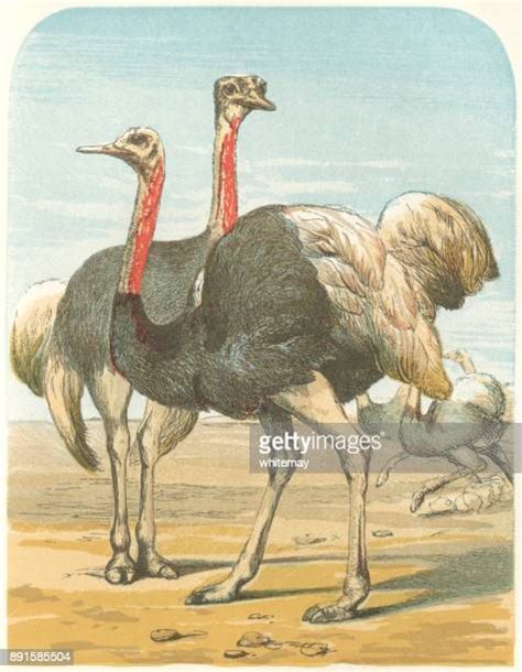 Ostrich Running Photos And Premium High Res Pictures Getty Images