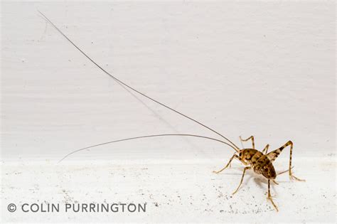 While you may be able to get some of them. Getting rid of camel crickets » Colin Purrington