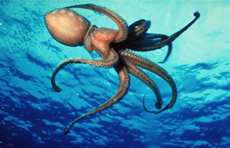 Octopuses Are Deep Sea Bullies That Punch Fish Out Of Spite Or Just
