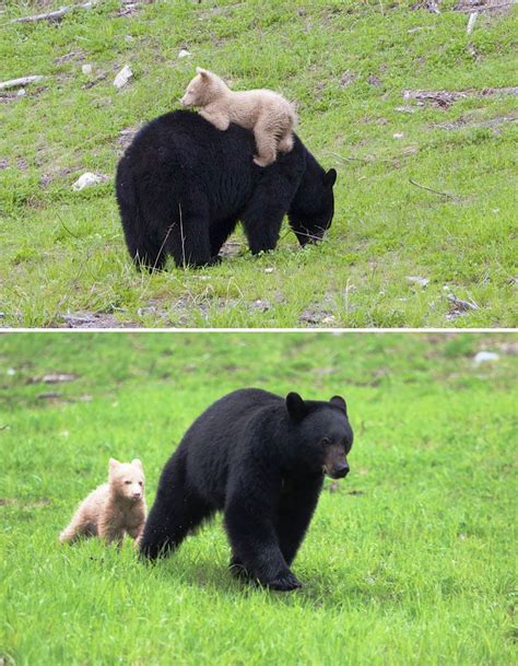 Momma Bear With Her Cubs Black Bear Bear Bear Cubs