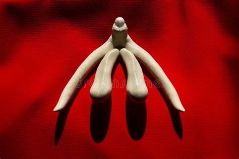 3d Printed Female Sex Organ Clitoris For Anatomy Lessons Stock Image Image Of Copy Body 85645121
