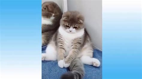 Cute Pets And Funny Animals Compilation 2021 Youtube