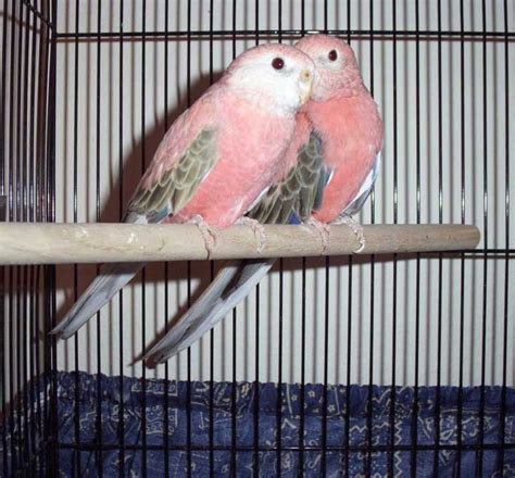 Pink Or Rosy Bourke Parakeets Parakeet Conure Bird Pet Birds