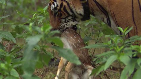 Tiger Hunts Lone Baby Deer Bbc Earth Youtube