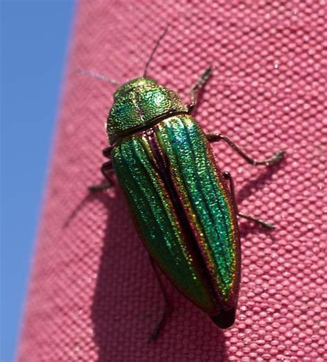 Iridescent Green Beetle Buprestis Aurulenta Bugguidenet