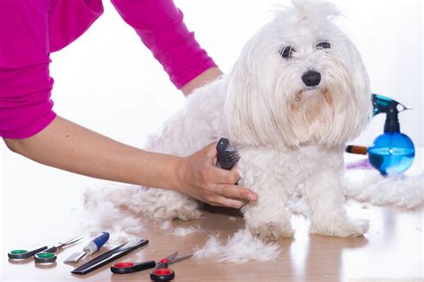 Dog Grooming Supplies 101 The Ultimate Buyers Guide Top Dog Tips
