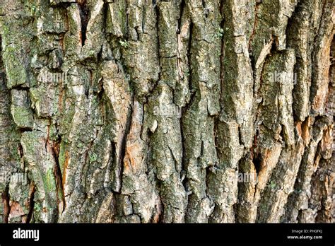 Seamless Texture Of Oak Hi Res Stock Photography And Images Alamy