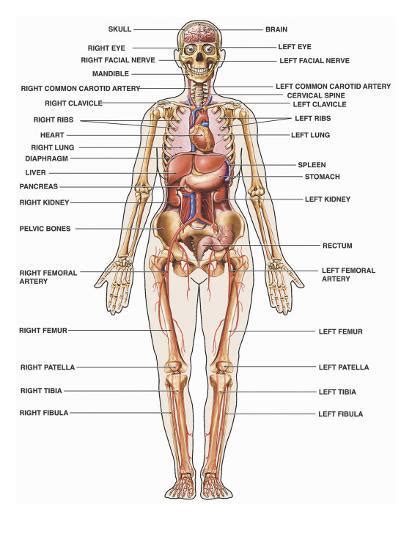 The female pelvic area contains a number of organs and structures: 'Human Female Anatomy, with Major Organs and Structures ...