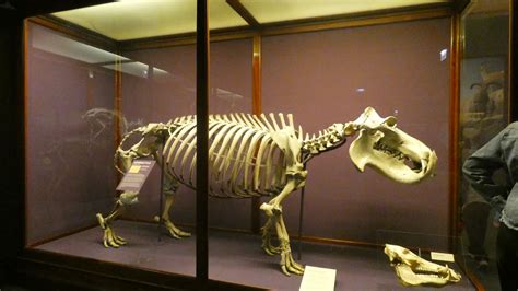 Hippo Skeletal Display What Is An Animal Feb 2022 Zoochat