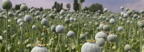 ¿Qué es el Opio? ¿Y qué efectos tiene? | CITA