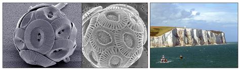Our next flipclass lecture about biogenous sediments. 12.3: Biogenous Sediments - Geosciences LibreTexts