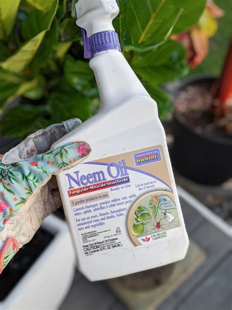 How To Get Rid Of Gnats In Houseplants Everything You Need To Know