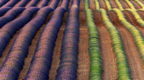 Lavender Provence Bing Wallpaper Download