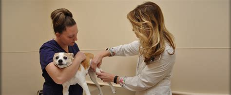 There are 2 animal hospitals in montrose, pennsylvania, serving a population of 1,734 people in an area of 2 square miles. Wellness Veterinary Care for Pets at Montrose Animal ...