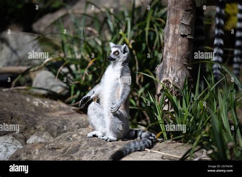 Bristol Zoo Lemur Hi Res Stock Photography And Images Alamy