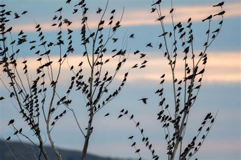 Letter From New Mexico Murmuration