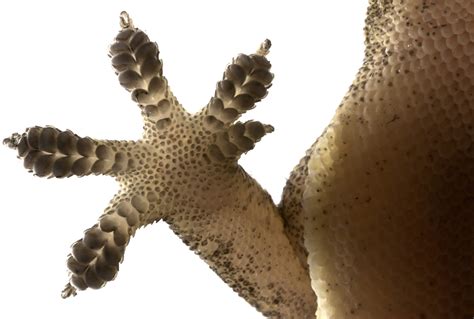 Secrets Behind Geckos Amazing Adhesive Skills Revealed In New Study