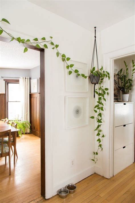 Latest modern indoor plants ideas. We've Reached Peak Fiddle Leaf: Is This the New "It" Plant ...