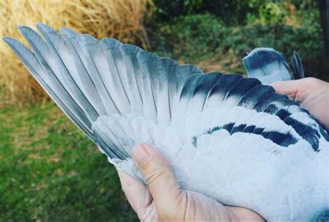 Burung cinta) merupakan salah satu burung kicau yang sangat populer sejagat raya. Cara Memilih Burung Merpati Dan Dara Terbaik, Beserta Gambar