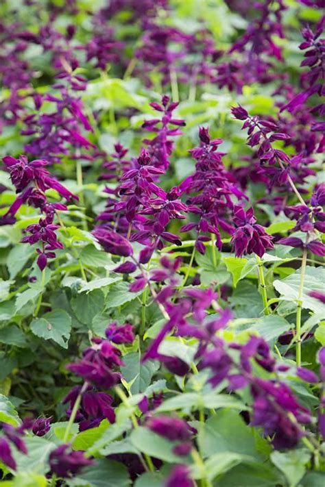 Saucy Wine Salvia Southern Living Plants