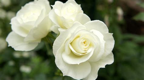 Beautiful White Roses In The Garden Wallpapers And Images