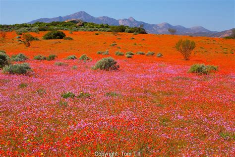 Namaqualand Wildflowers Namaqua National Park South Africa Wild