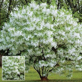 Use small and dwarf trees to add a point of interest, shade a crab trees hardy enough for zone 4 will generally bud a little later. Alberi a foglia caduca con "una marcia in più" | Forum di ...