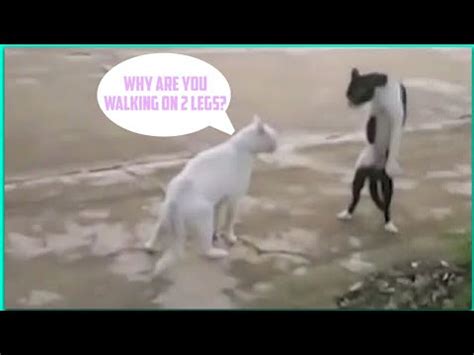 Funny Cats Dancing To Music Cats Dancing To Music Compilation Youtube