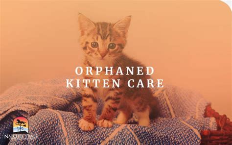 How To Care For An Orphaned Kitten Marc Smith Dvm