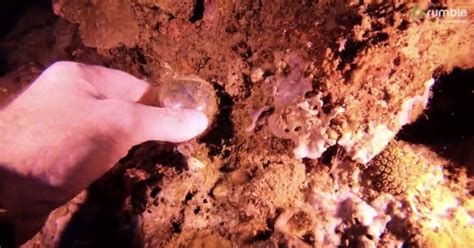 A Scuba Diver Found The Worlds Largest Single Celled Organism