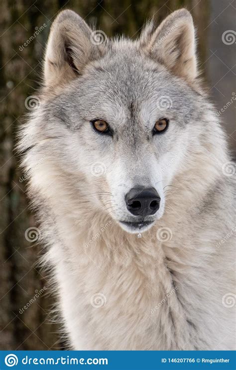 Connect with friends, family and other people you know. A Closeup View Of An Arctic Wolf`s Face With A Drooling ...