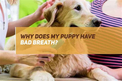 Why is my puppies breath so bad? Why Does My Puppy Have Bad Breath? What You Need To Know! | PUPPYFAQS