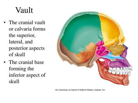 Ppt Skeletal System Powerpoint Presentation Free Download Id6696887