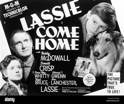 Lassie Come Home Elsa Lanchester Donald Crisp Roddy Mcdowall Lassie