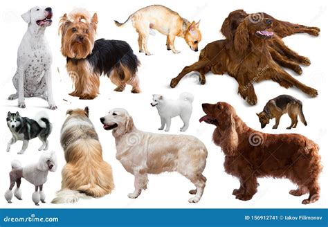 Different Dog Breeds Stock Image Image Of Collar Collection 156912741