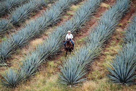 How Tequila Is Made And Its Ingredients