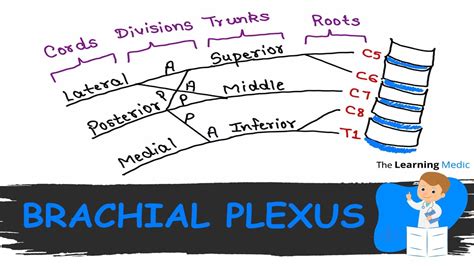 Brachial Plexus Anatomy Understand In Easy Way English Youtube