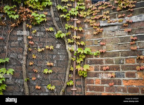 Virginia Creeper Growing On A Brick Wall Parthenocissus Quinquefolia