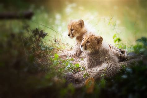 2048x1366 Baby Animal Cheetah Wildlife Cub Wallpaper
