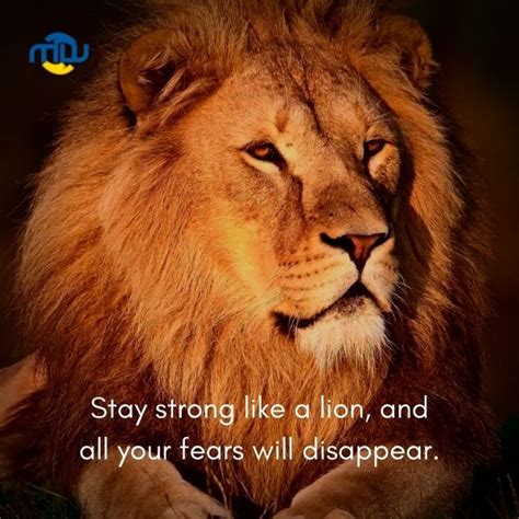 Confident Attitude Powerful Lion Quotes Focus Wounded Lion Sayings