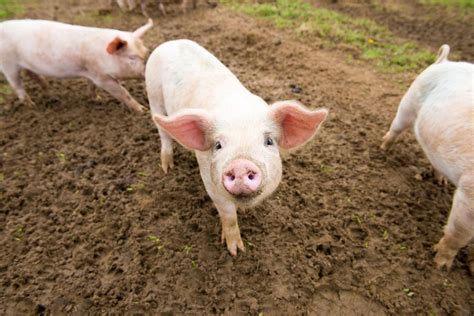 Pigs Hogs And Boars Facts About Swine Live Science