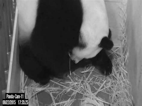 Giant Panda Gives Birth To Two Cubs At The National Zoo The New York