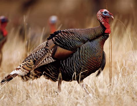 Wild Turkey Subspecies An Official Journal Of The Nra