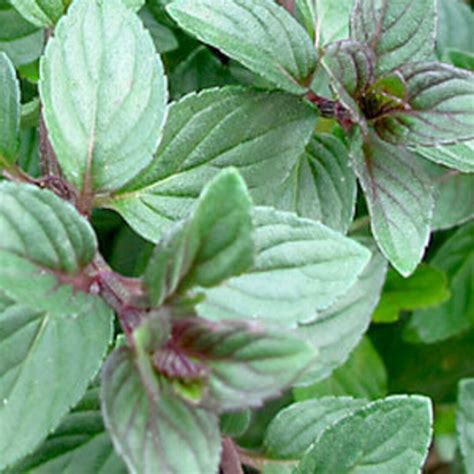 Organic Chocolate Mint Rooted Plant 1 Count 4 Etsy