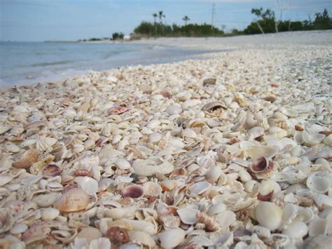 Sanibel Island Shell Hunting Sanibel Island Sanibel Island Florida